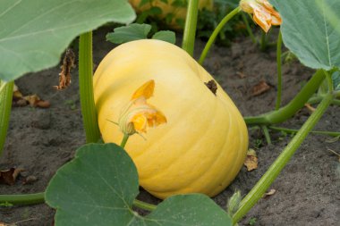 Yellow pumpkin grows on land clipart