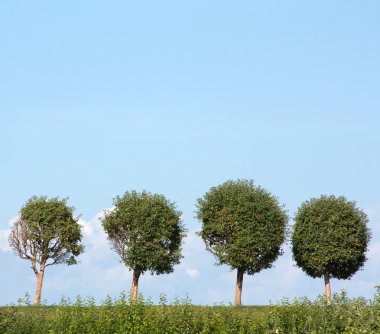 Four trees in row clipart