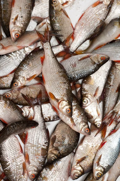 Vissen op schalen achtergrond — Stockfoto