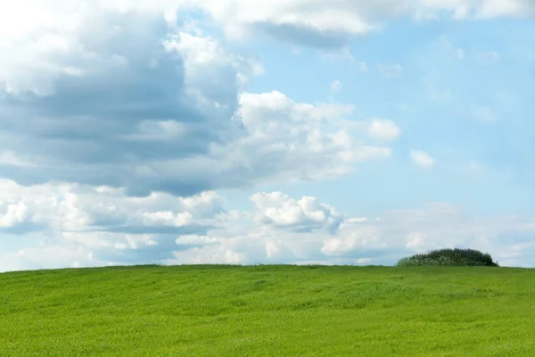 stock image Green herb on background sky