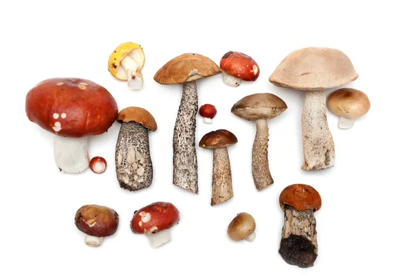 Funghi diversi — Foto Stock