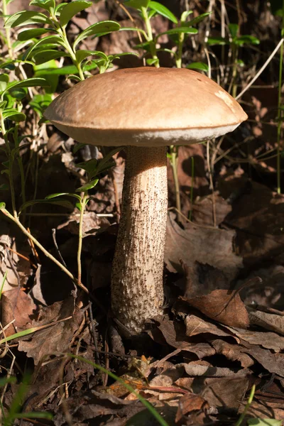 Cogumelo comestível em madeira — Fotografia de Stock