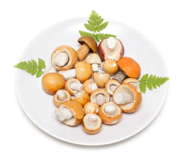 Piatto con fungo — Foto Stock