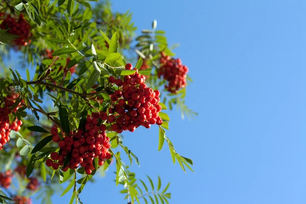 Branch of rowanberry — Stock Photo, Image