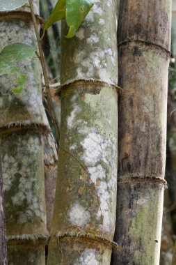 Stems bamboo tree in white mildew clipart