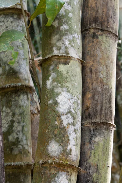 stock image Stems bamboo tree in white mildew