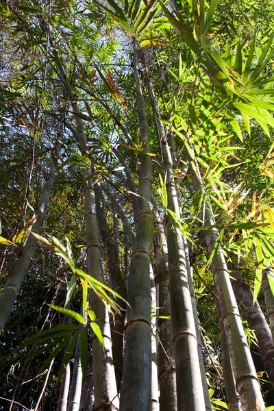 A árvore de bambu deixa o céu — Fotografia de Stock