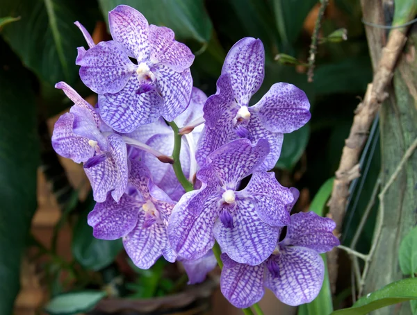 stock image Flowerses to blue orchids