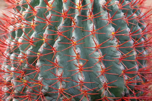 Modré kaktus s červeným jehlou — Stock fotografie