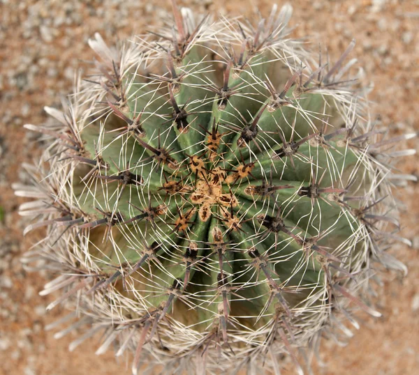 Kaktus s ostrou jehlou — Stock fotografie