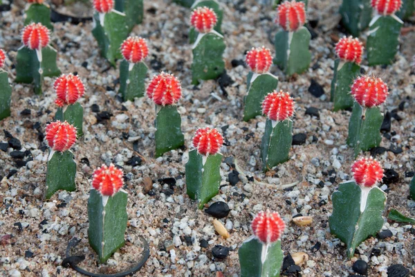 Kaktusy s červenou hlavou a jehly — Stock fotografie