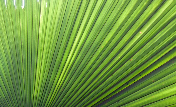 Palm sheet peek-a-boo from sun — Stock Photo, Image
