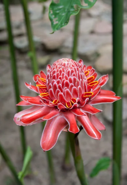 Czerwony kwiat tropikalny — Zdjęcie stockowe
