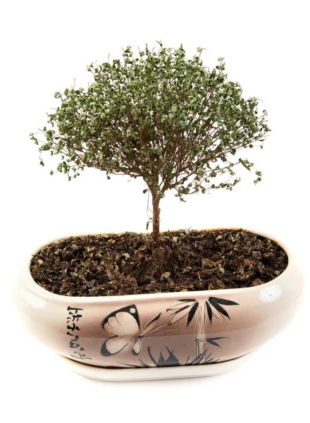 Dry green tree in japanese pot — Stock Photo, Image