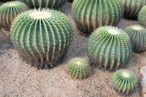 Większy okrągły zielony kaktusy — Zdjęcie stockowe