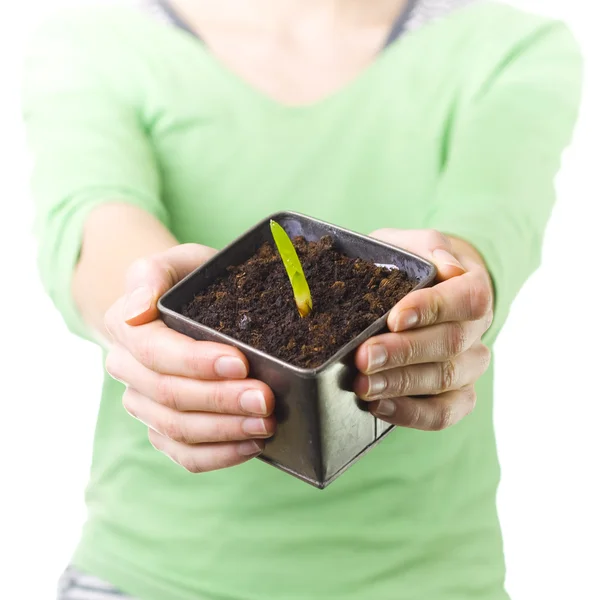 Female holding pot with early plant — Stock Photo, Image
