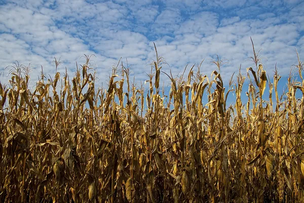 Dry cornfield — Stock Photo, Image