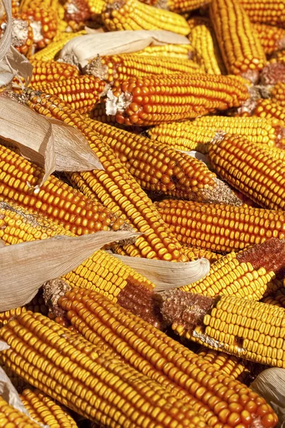 Kukorica fülek — Stock Fotó