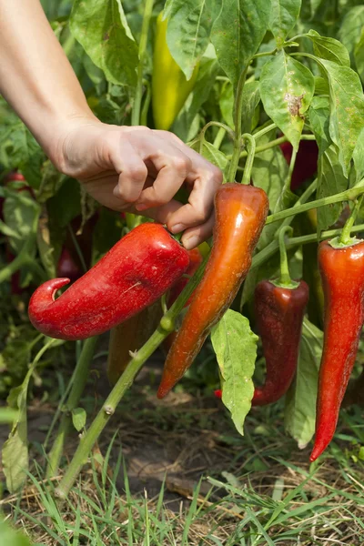 Harvesting the paprika (peppers) — Stock Photo, Image