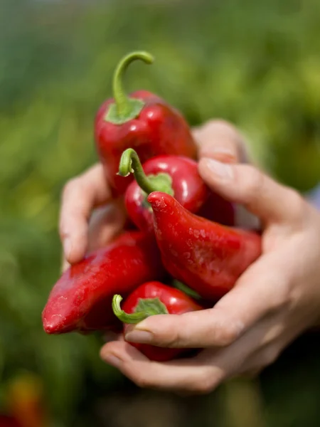 Red peppers in hands — Stock Photo, Image