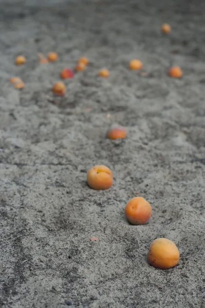 Stock image Apricots