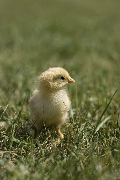 Chick on grass — Stock Photo, Image