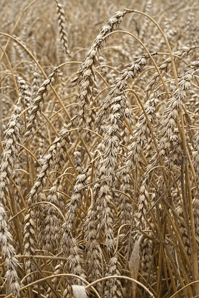 Closeup de trigo seco — Fotografia de Stock