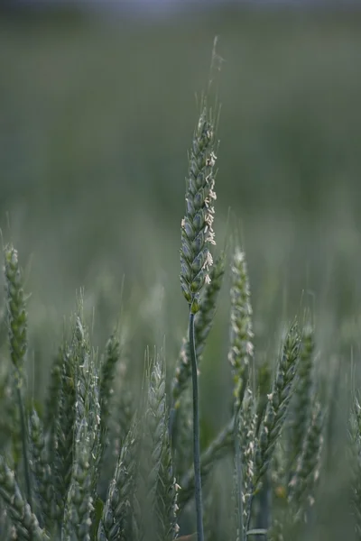 Nahaufnahme von Getreidepflanzen [Weizen] — Stockfoto