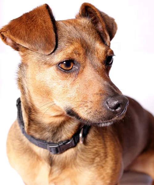 stock image Jack Russell Dog