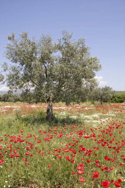 Olive tree in poppy field — Stock Photo, Image
