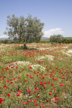 haşhaş alandaki zeytin ağacı