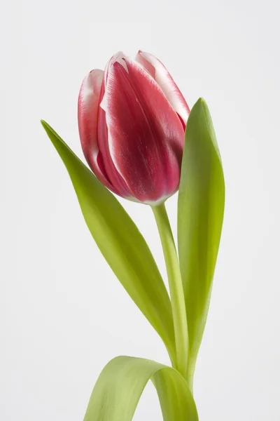 stock image Red tulip