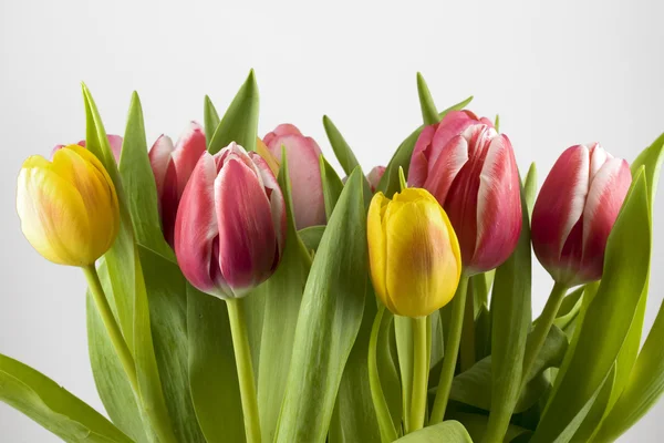 stock image Bouquet of tulips