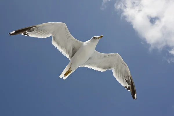 นกนางนวลบิน — ภาพถ่ายสต็อก