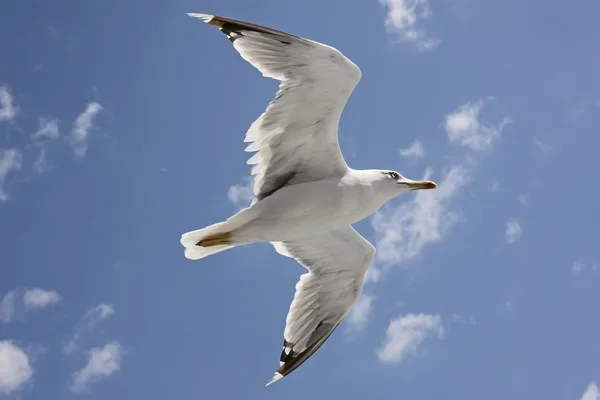 นกนางนวลบิน — ภาพถ่ายสต็อก