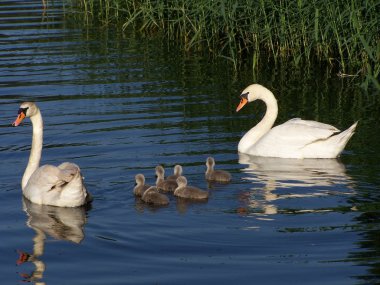 Swan family clipart