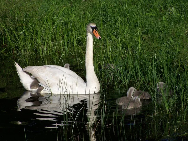Swan family — Stock Photo, Image