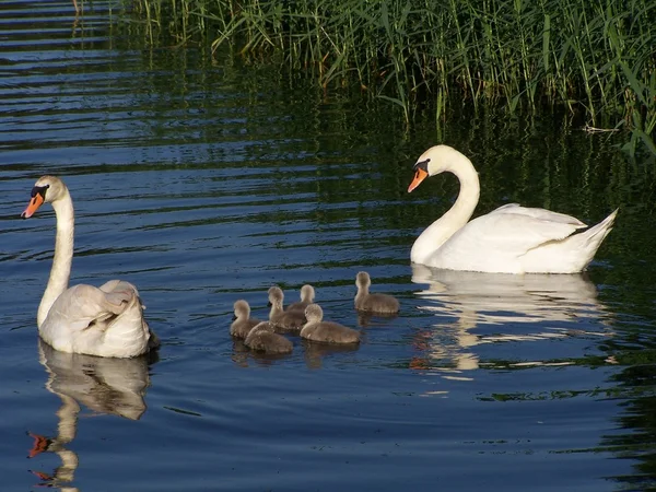 Família dos cisnes — Fotografia de Stock
