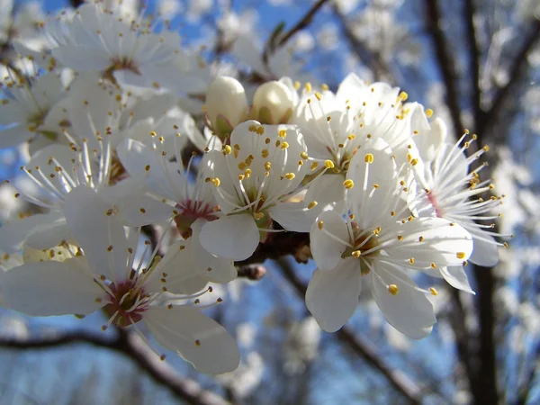 Körsbärsträd på våren — Stockfoto