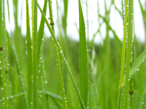 Yeşil çimen yağmurdan sonra — Stok fotoğraf