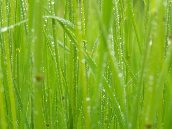 Yeşil çimen yağmurdan sonra — Stok fotoğraf