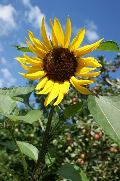 stock image Sunflower