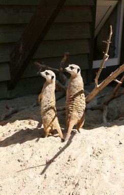 Meerkats clipart