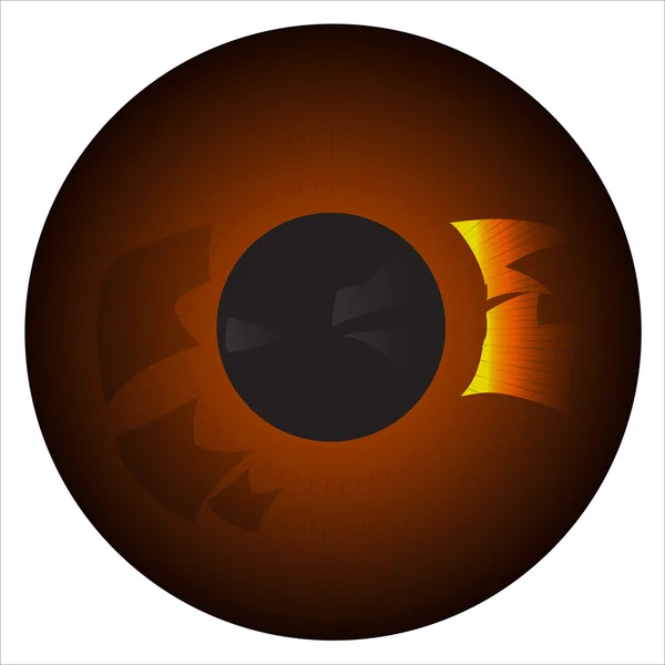 Illustration av en brun isolerade iris — Stock vektor