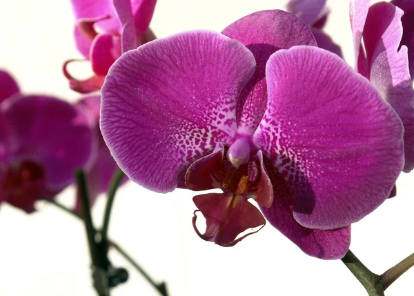 Orquídea Fotos De Bancos De Imagens