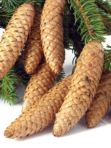 Stock image Cone spruce