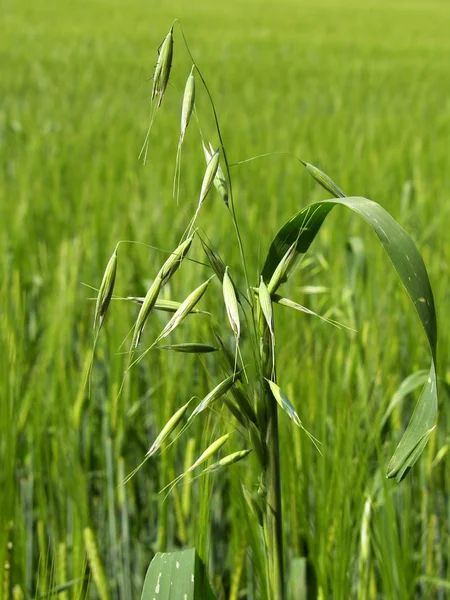 stock image Oat