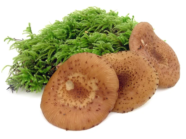 Edible fungus — Stock Photo, Image