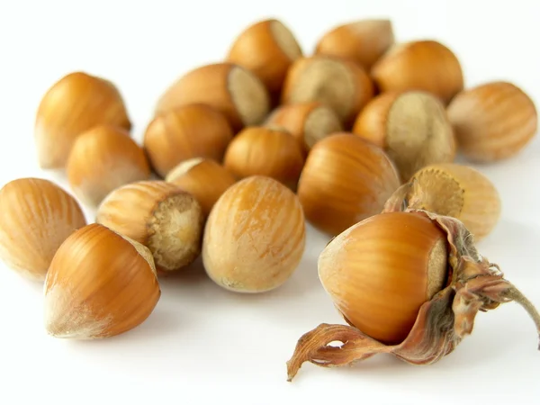 Hazelnuts Stock Picture