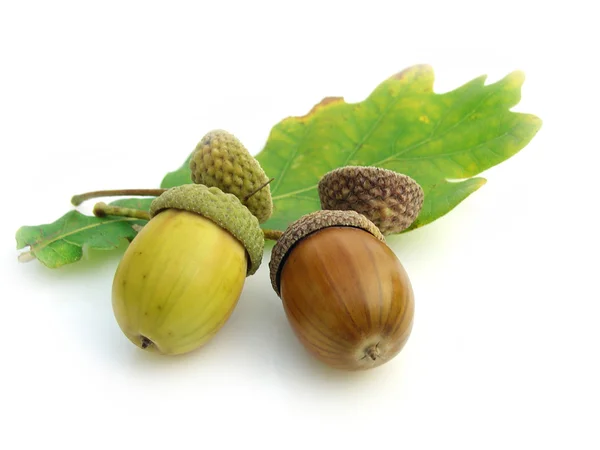 Fruit oak — Stock Photo, Image